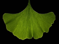 Ginkgo